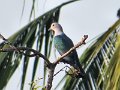 I (123) Emerald Dove